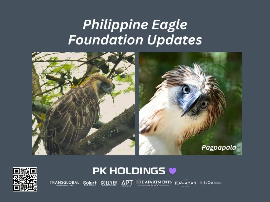 PK Holdings Philippine Eagle Pagpapala
